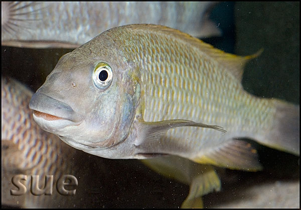 Petrochromis polyodon Kachese