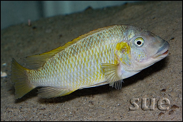 Petrochromis polyodon Kachese