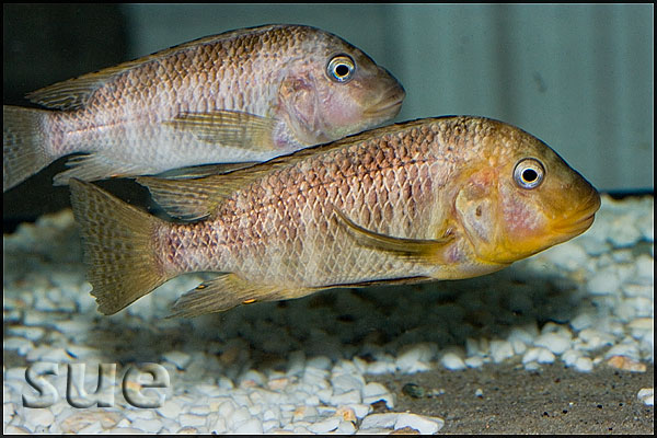 Petrochromis texas Gold