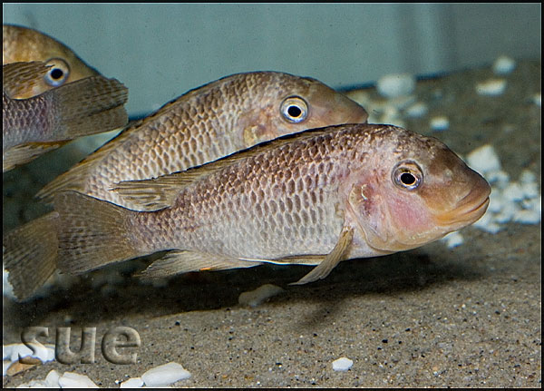 Petrochromis texas Gold