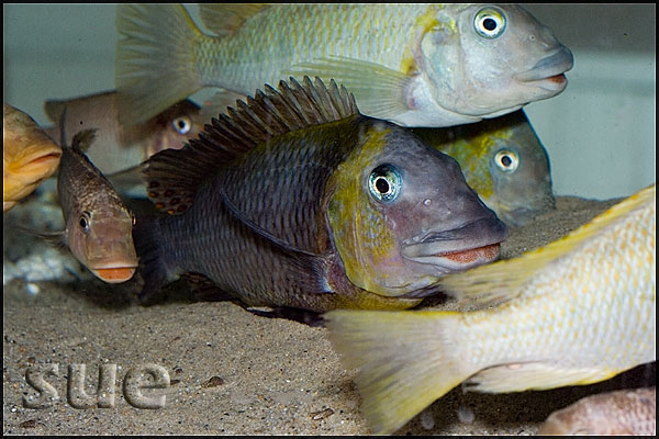 Petrochromis polyodon Kachese