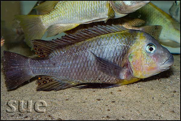 Petrochromis polyodon Kachese