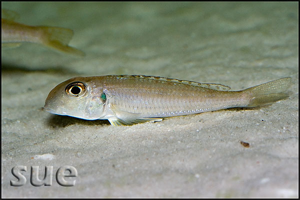 Xenotilapia ochrogenys Ndole