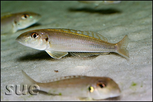 Xenotilapia ochrogenys Ndole