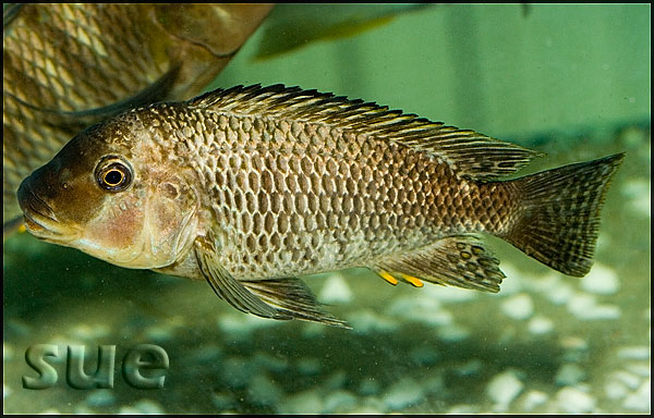 Petrochromis texas Gold