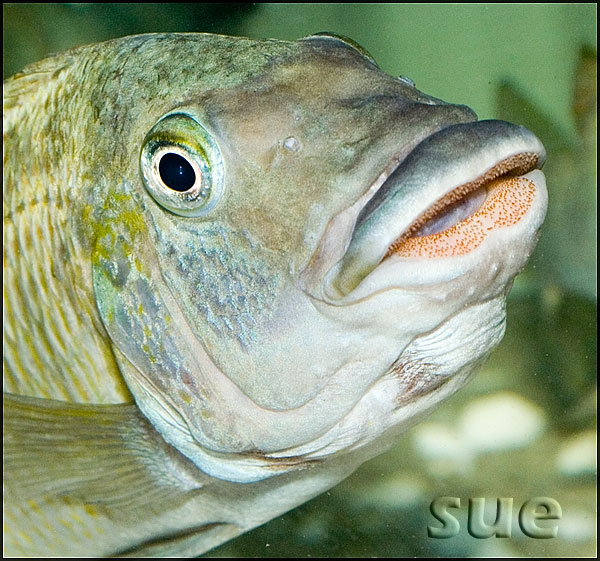 Petrochromis polyodon Kachese