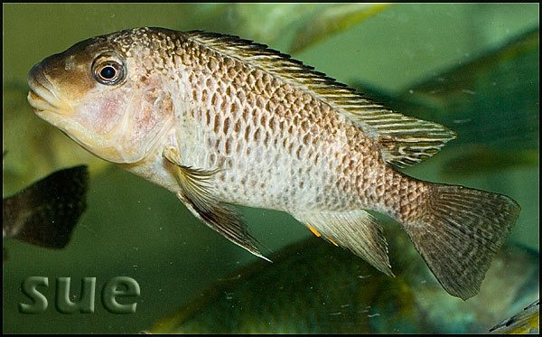 Petrochromis texas Gold