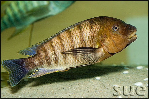 Petrochromis famula Katete