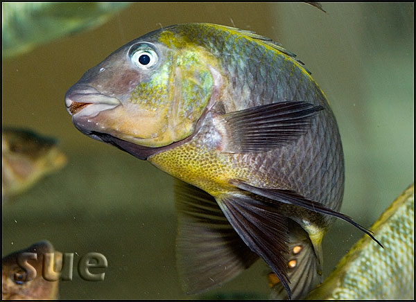 Petrochromis polyodon Kachese