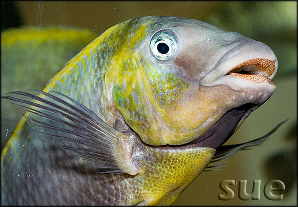 Petrochromis polyodon Kachese