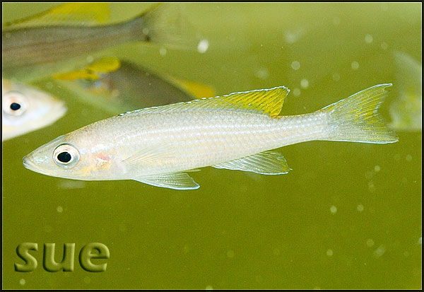 Paracyprichromis brieni Yellow Cheek