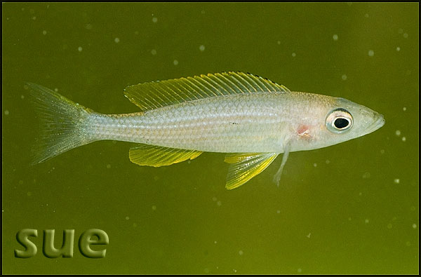 Paracyprichromis brieni Yellow Cheek