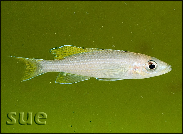 Paracyprichromis brieni Yellow Cheek