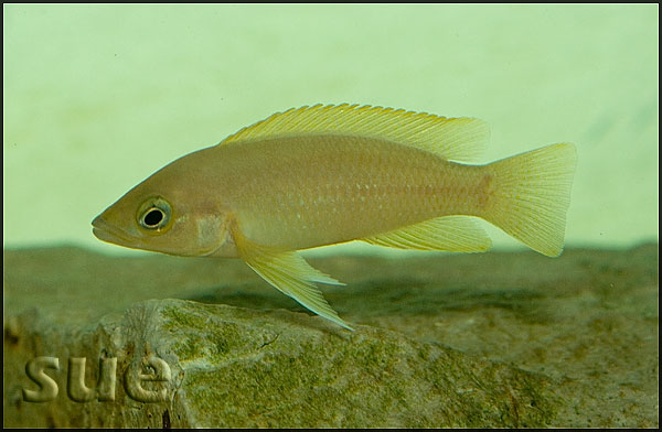 Neolamprologus leleupi ochre Congo