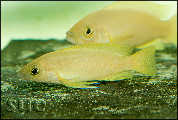 Neolamprologus leleupi ochre Congo