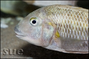 Petrochromis polyodon Kachese