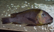 Petrochromis polyodon Kachese