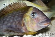 Petrochromis polyodon Kachese