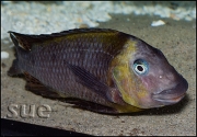 Petrochromis polyodon Kachese