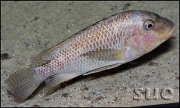 Petrochromis texas Gold