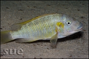 Petrochromis polyodon Kachese