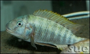 Petrochromis polyodon Kachese