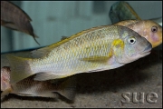 Petrochromis polyodon Kachese