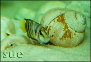 Altolamprologus compressiceps Sumbu shell