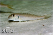 Xenotilapia ochrogenys Ndole