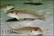 Xenotilapia ochrogenys Ndole