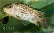 Petrochromis texas Gold