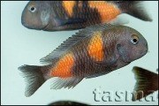 Tropheus sp. Bulu Point