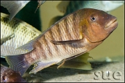 Petrochromis famula Katete