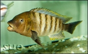 Petrochromis famula Katete