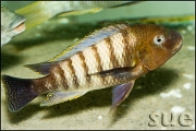 Petrochromis famula Katete