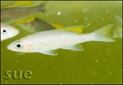 Paracyprichromis brieni Yellow Cheek