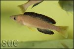 Cyprichromis microlepidotus Karilani