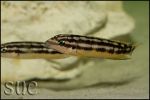 Julidochromis transcriptus Kapampa