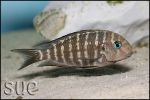 Tropheus polli Kekese