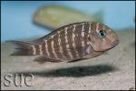 Tropheus polli Kekese