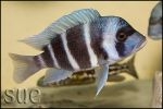 Cyphotilapia gibberosa Chaitika Blue Zambia