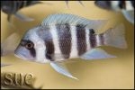 Cyphotilapia gibberosa Chaitika Blue Zambia