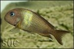 Tropheus sp. Karago (Malargarasi)