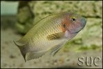 Tropheus sp. Chilambo Yellow Rainbow