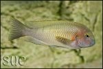 Tropheus sp. Chilambo Yellow Rainbow