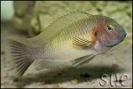 Tropheus sp. Chilambo Yellow Rainbow