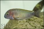 Tropheus sp. Chilambo Yellow Rainbow