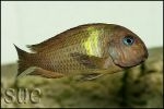 Tropheus sp. Karago (Malargarasi)