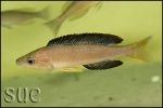 Cyprichromis microlepidotus Karilani