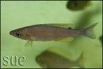 Cyprichromis leptosoma Kekese Blue